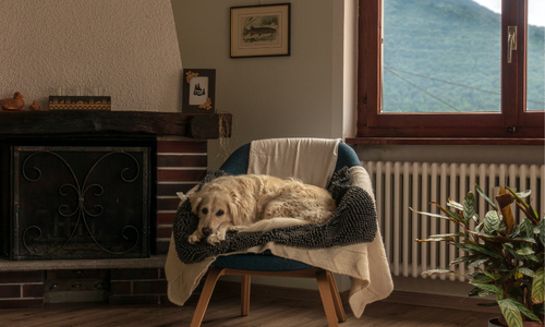 dog sleeping in chair next to radiator