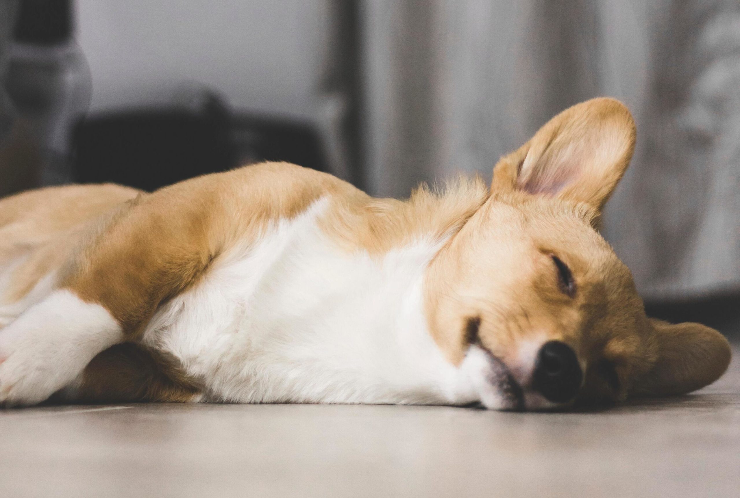 dog laying on heated floor